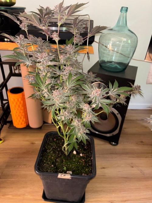 🖐️ Strain Grow. Week 15