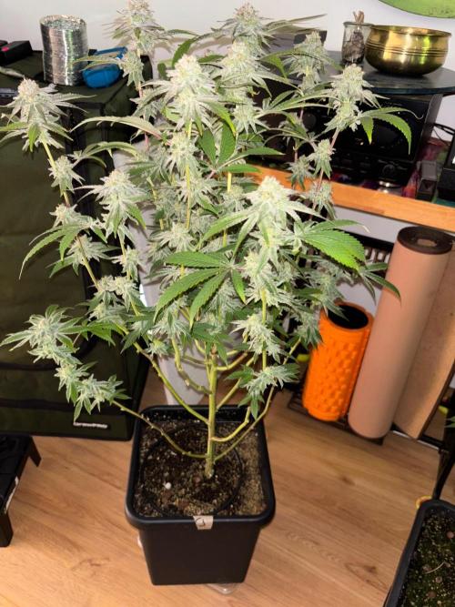🖐️ Strain Grow. Week 15