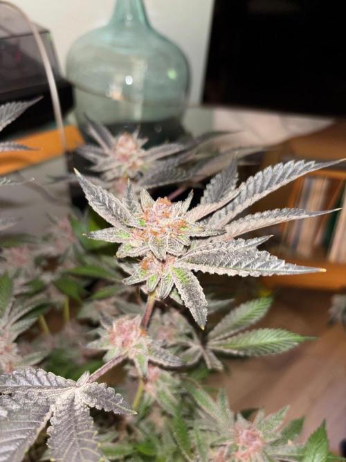 🖐️ Strain Grow. Week 15