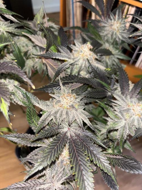 🖐️ Strain Grow. Week 15