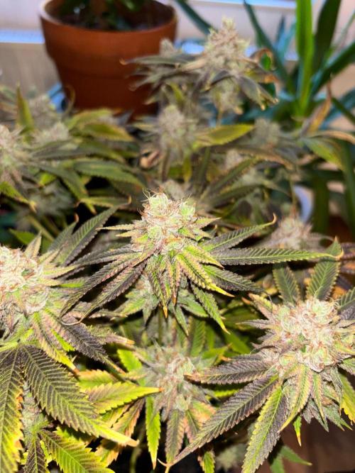 🖐️ Strain Grow. Week 15