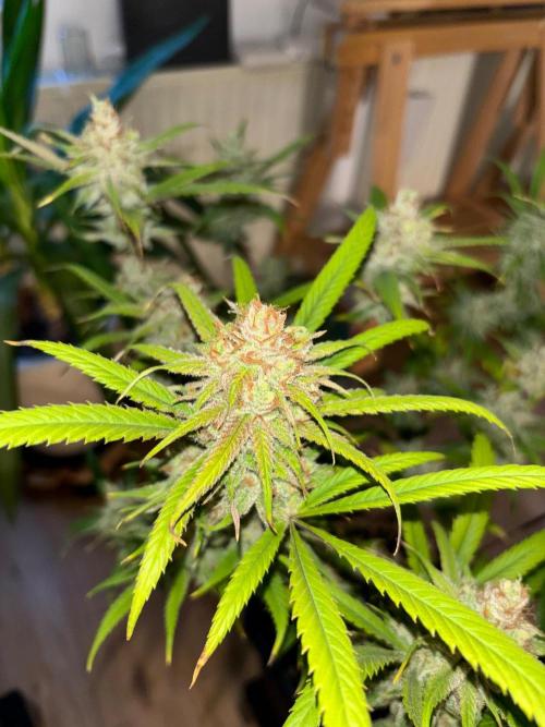 🖐️ Strain Grow. Week 15