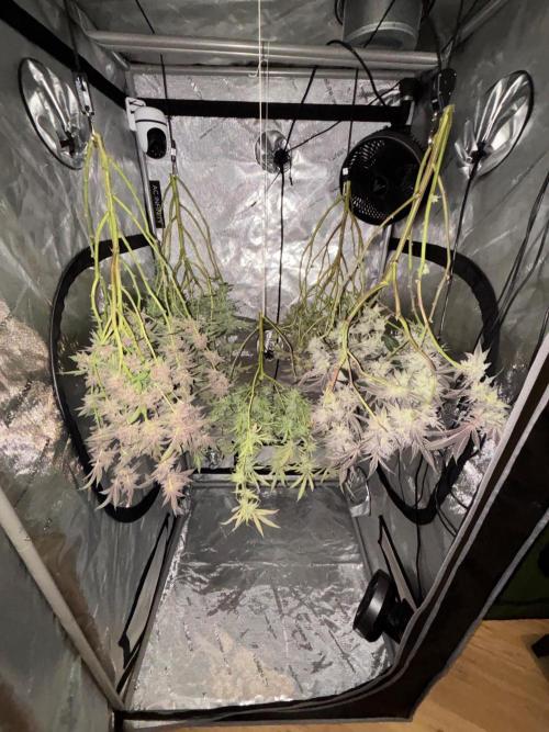 🖐️ Strain Grow. Week 15
