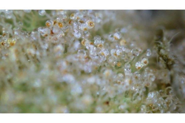 🖐️ Strain Grow. Week 15