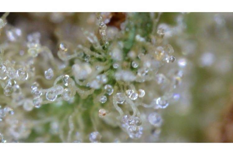 🖐️ Strain Grow. Week 15
