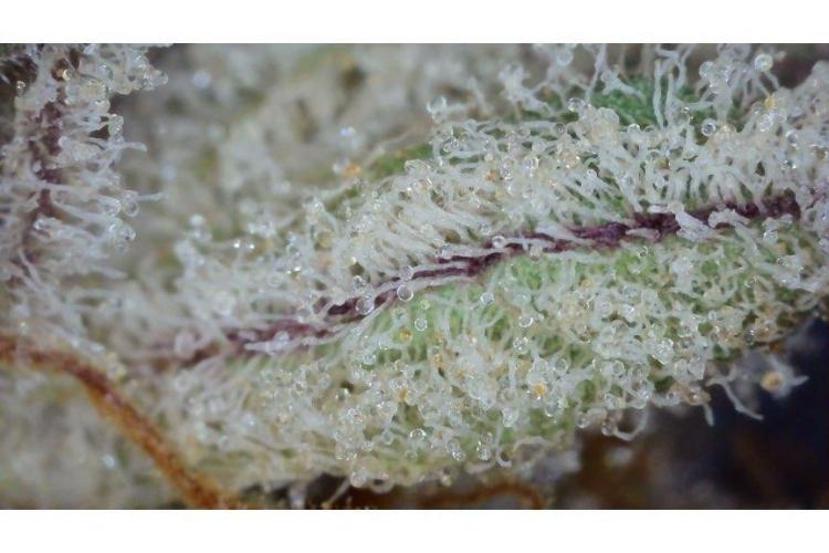 🖐️ Strain Grow. Week 15