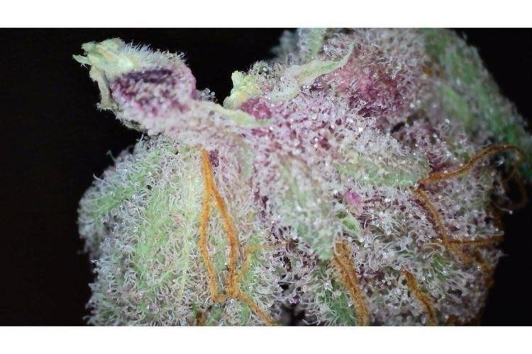 🖐️ Strain Grow. Week 15
