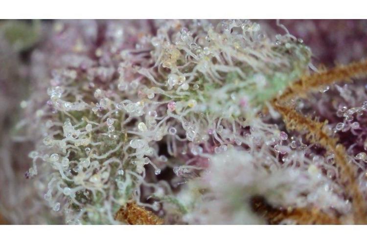 🖐️ Strain Grow. Week 15