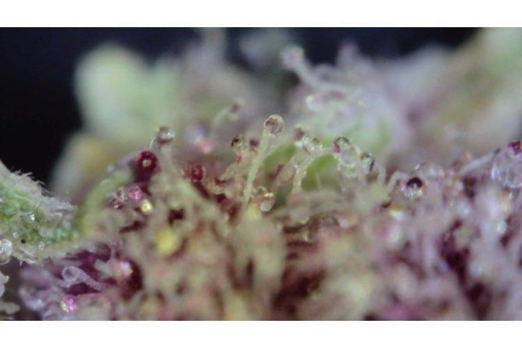 🖐️ Strain Grow. Week 15