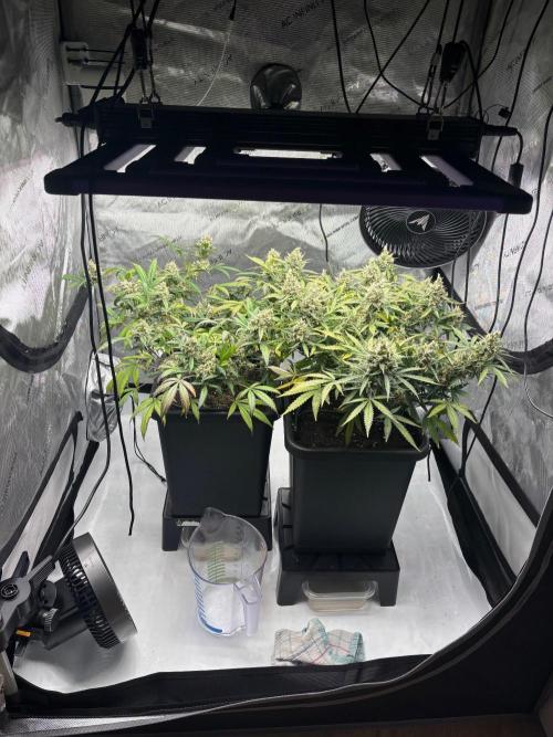 PurplePunch. Week 14