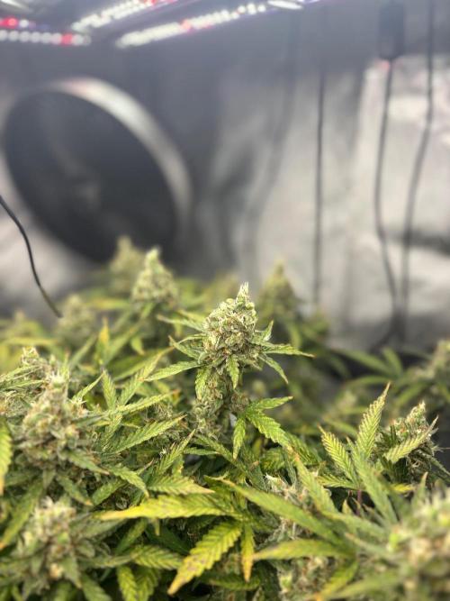 PurplePunch. Week 14