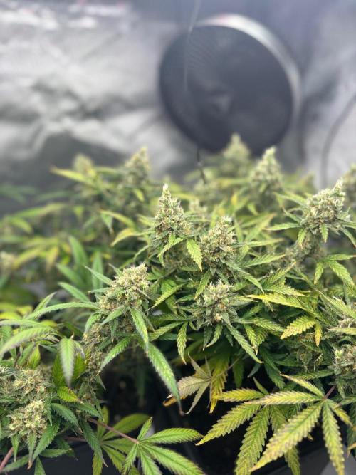 PurplePunch. Week 14