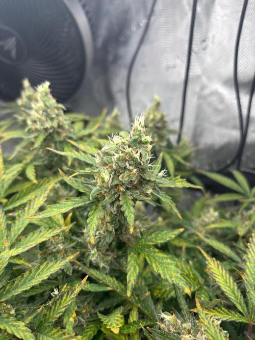 PurplePunch. Week 14