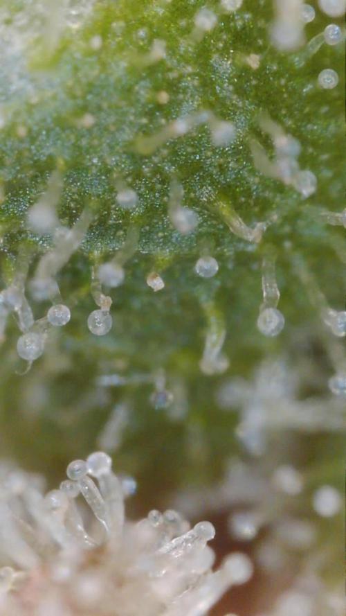 PurplePunch. Week 14