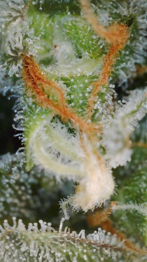 PurplePunch. Week 14