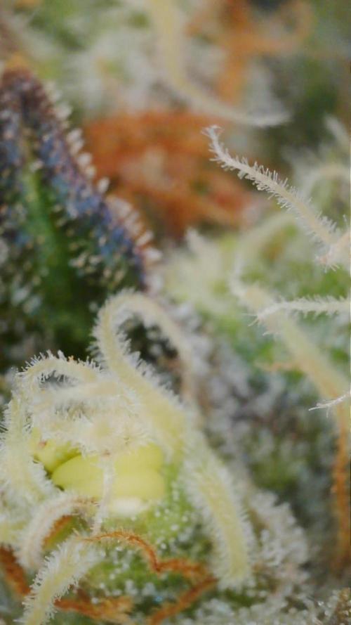 Cloudline Pro T4. Week 14