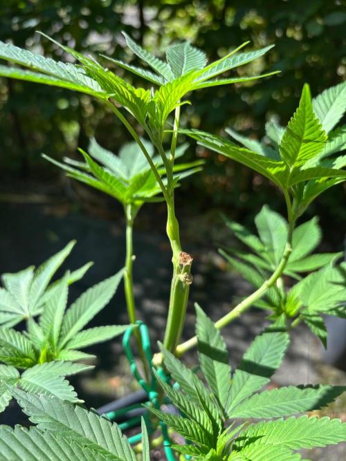 Shaman. Week 10