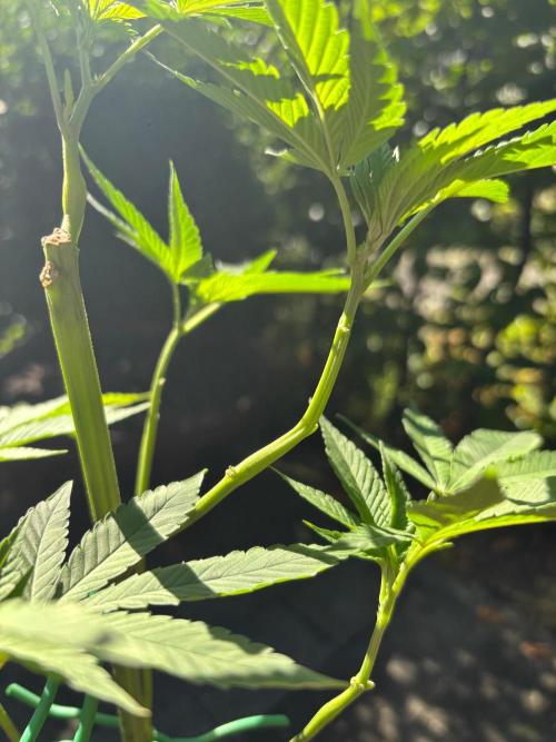 Shaman. Week 10
