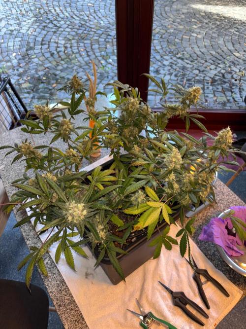 PurplePunch. Week 15