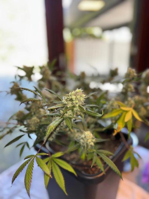 PurplePunch. Week 15