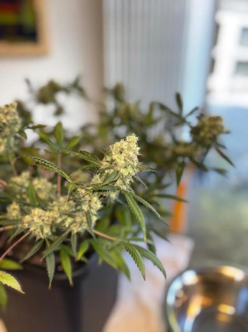 PurplePunch. Week 15