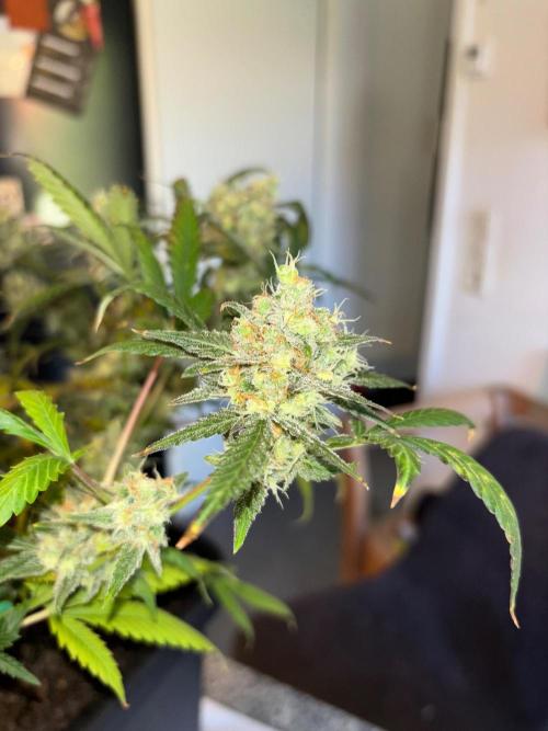 PurplePunch. Week 15