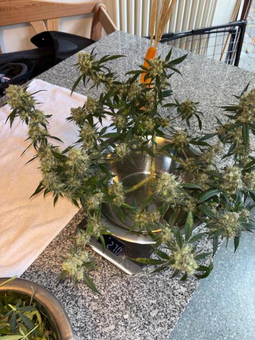 PurplePunch. Week 15