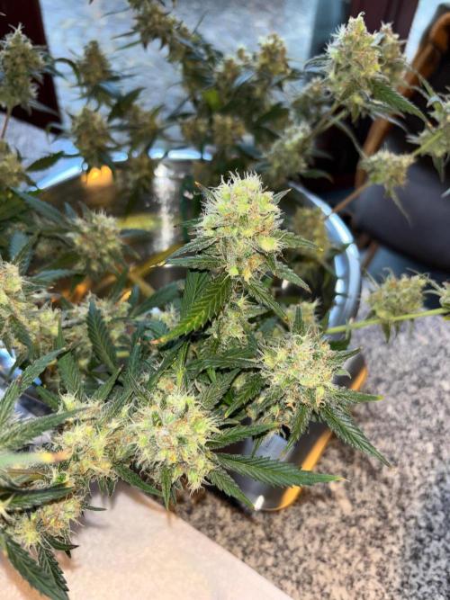 PurplePunch. Week 15