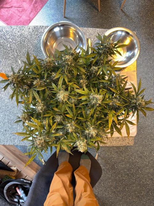 PurplePunch. Week 15