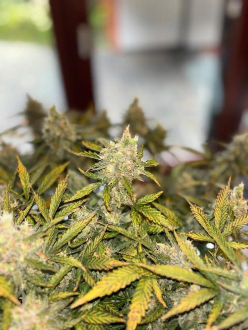 PurplePunch. Week 15