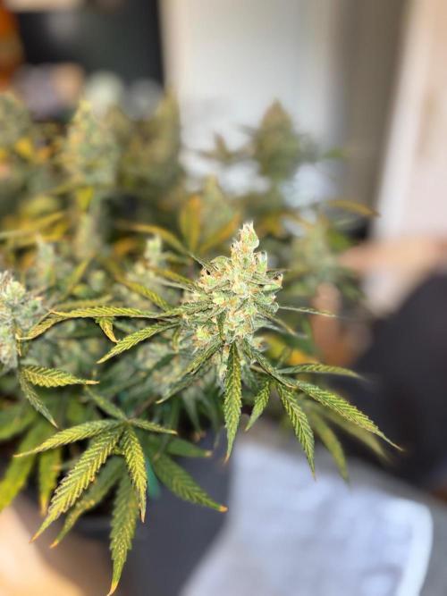 PurplePunch. Week 15