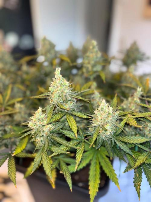 PurplePunch. Week 15