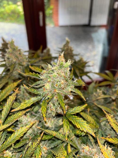 PurplePunch. Week 15