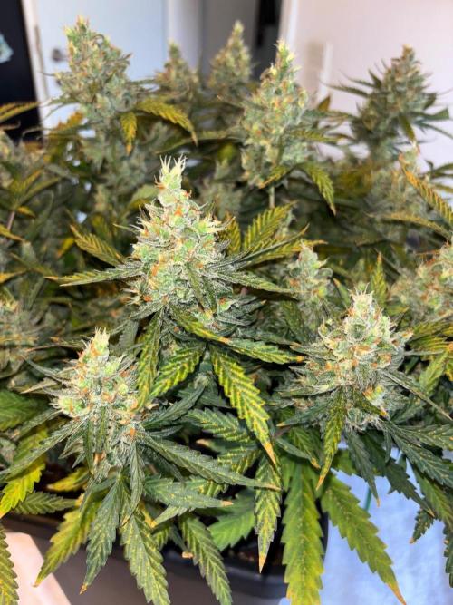 PurplePunch. Week 15