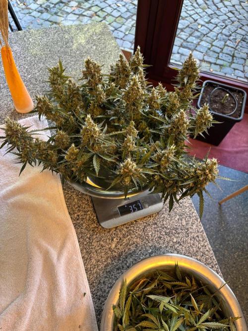 PurplePunch. Week 15