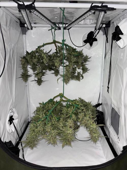 PurplePunch. Week 15