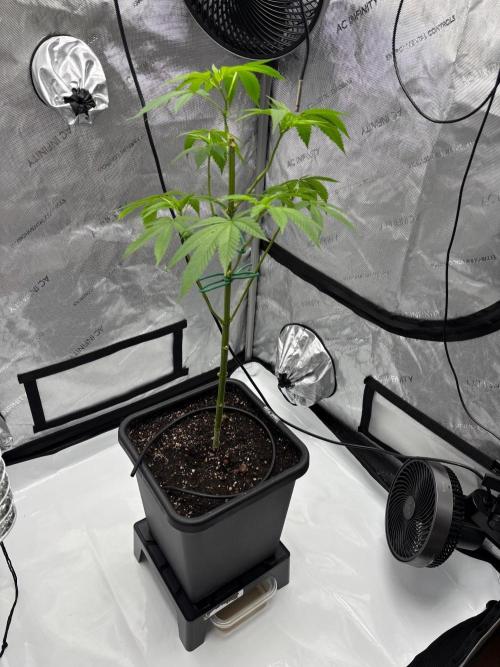 Shaman. Week 11