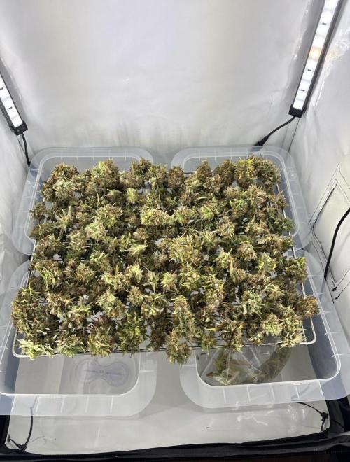 2 Strain Grow. Week 19
