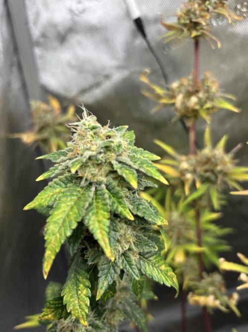 2 Strain. Week 19