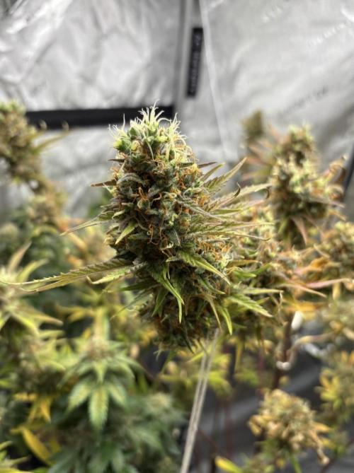 2 Strain. Week 19