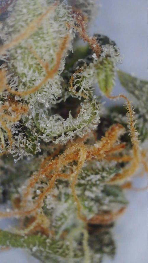 PurplePunch. Week 15