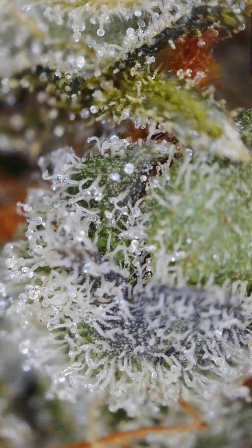 PurplePunch. Week 15