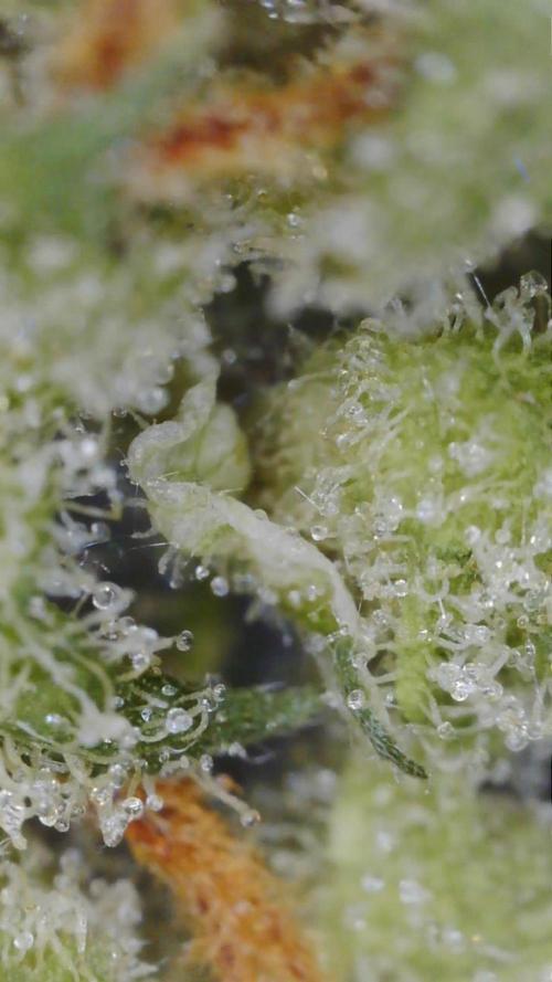 PurplePunch. Week 15