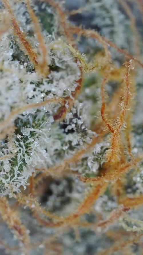 Cloudline Pro T4. Week 15