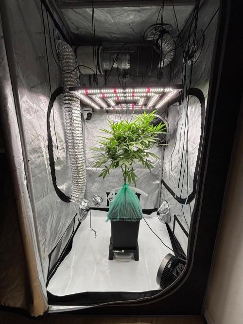 Shaman. Week 13