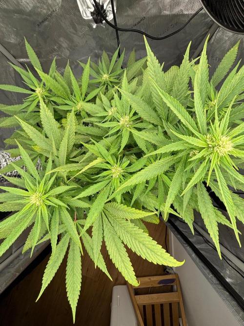 Shaman. Week 13