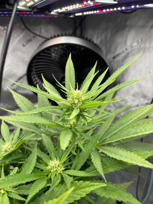 Shaman. Week 13