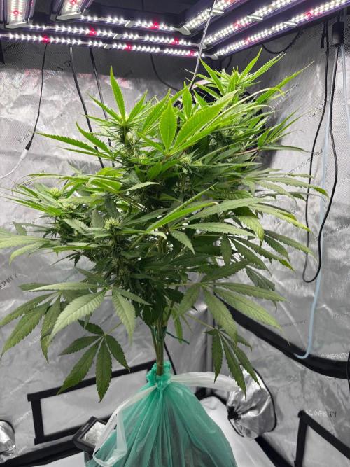 Shaman. Week 13