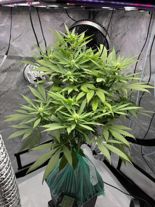 Shaman. Week 13