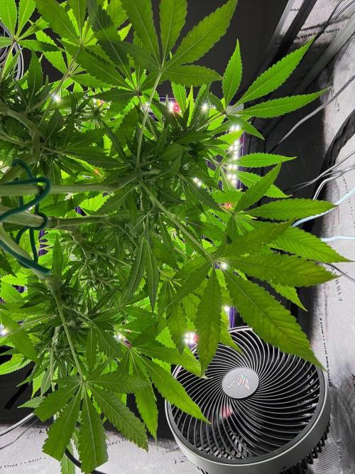 Shaman. Week 13